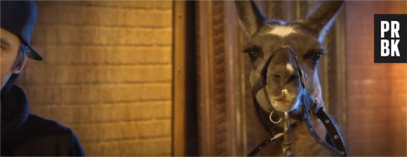 Serge le lama dans la reprise de Thriller par le Before du Grand Journal