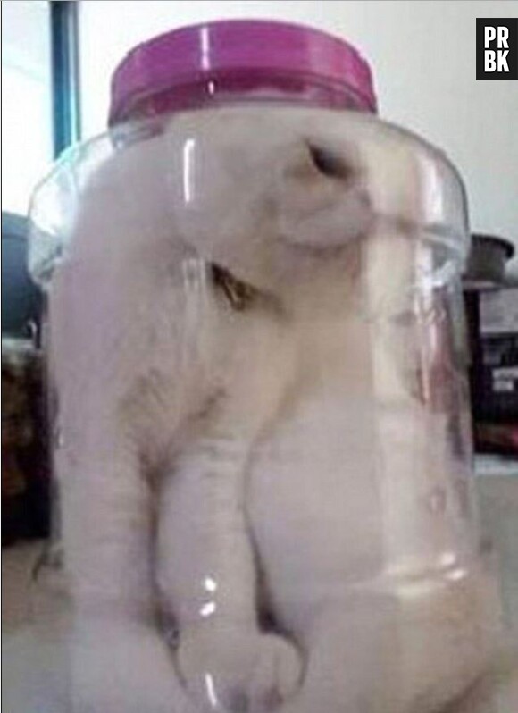 Kiki Lin a posté une photo de son chat enfermé dans un bocal sur Facebook