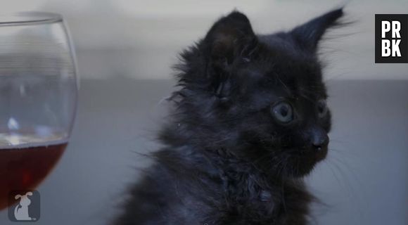 Girls : des chatons parodient les aventures de Lena Dunham