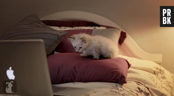 Girls : des chatons parodient les aventures de Lena Dunham
