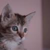 Girls : des chatons parodient les aventures de Lena Dunham
