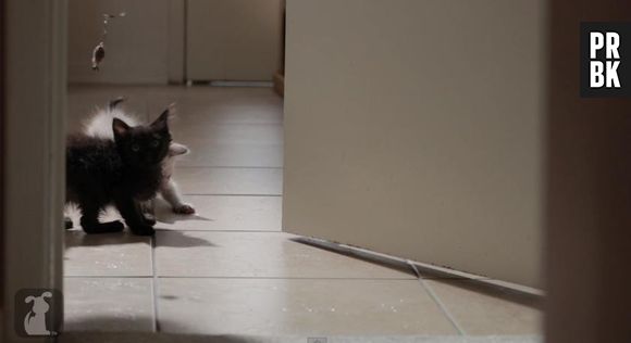Girls : des chatons parodient les aventures de Lena Dunham