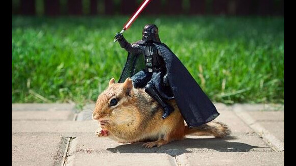 [PHOTOS] Un écureuil au casting de Star Wars : les photos qui le prouvent