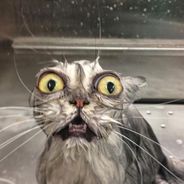 [FUN] La preuve que les chats détestent les bains en 10 photos
