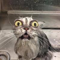 [FUN] La preuve que les chats détestent les bains en 10 photos