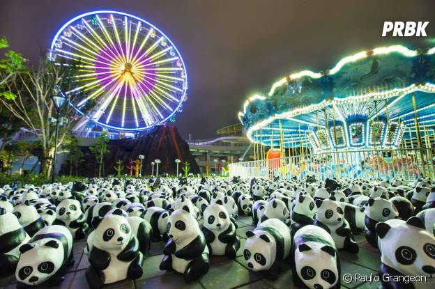 pandas manège