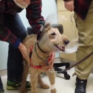 [CUTE] Emotion : un chien aveugle recouvre la vue après une opération