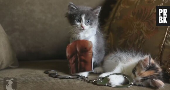 Fifity Shades of Grey : la bande-annonce parodiée... avec des chatons