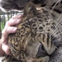 Ce léopard ronronne à chaque caresse : l'instant cute en vidéo !