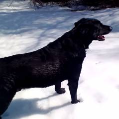 Un chien découvre la neige et fait de la luge... sur son ventre