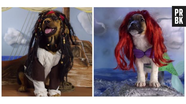 Des chiens déguisés en personnages de Disney.