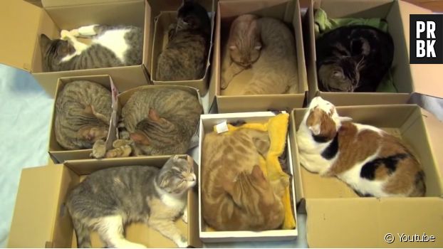 Un japonais fan de chats possède 9 matous chez lui : découvrez comment il a organisé leur dortoir.