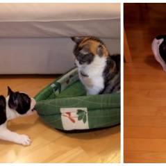 Trop mignon : un petit chiot essaie de récupérer son panier... squatté par un gros chat !