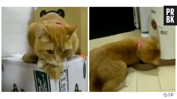 Un chat devient fou devant la machine à croquettes.