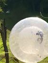 Les Anges 7 : Anthony en mode hamster