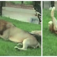 Après 13 ans enfermé en cage, un lion découvre la nature : une vidéo incroyablement touchante