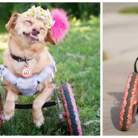 Daisy, une adorable chienne en fauteuil roulant devenue superstar d'Instagram !