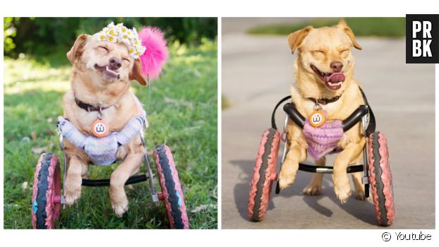 Daisy, une chienne handicapée adorable
