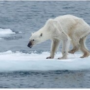 La photo choc d&#039;un ours polaire extrêmement maigre bouleverse les internautes