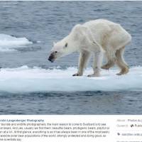 La photo choc d&#039;un ours polaire extrêmement maigre bouleverse les internautes