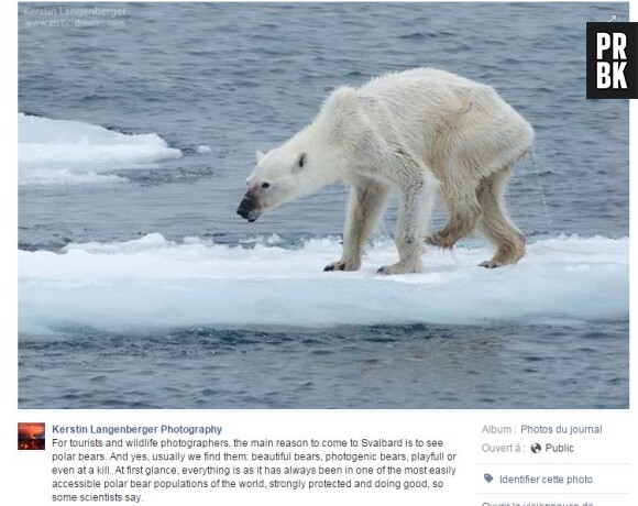 Cette photo d'un ours polaire squelettique à littéralement choqué les internautes