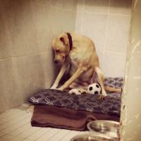 Lana, le chien le plus triste du monde a retrouvé une famille d&#039;accueil grâce au web