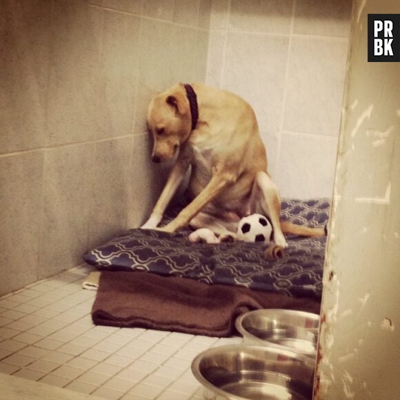 Lana, surnommé le chien le plus triste du monde, avait ému Facebook