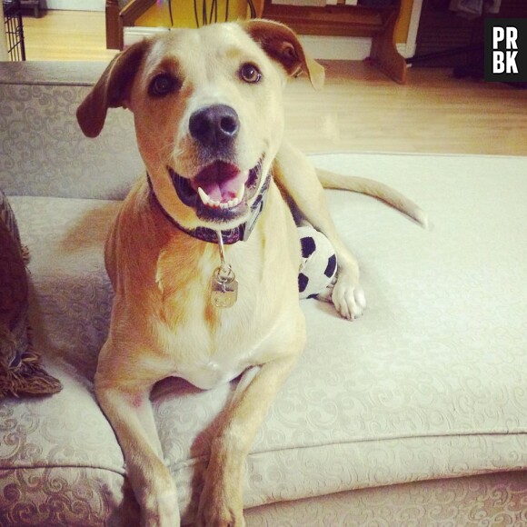 Lana, surnommé le chien le plus triste du monde et qui avait ému Facebook, a retrouvé une famille d'accueil