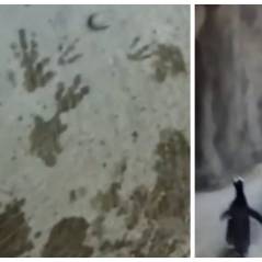 Des pingouins essaient de s'enfuir d'un zoo façon Madagascar !