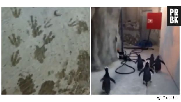 Des pingouins essaient de s&#039;enfuir d&#039;un zoo danois