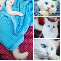 Alos, le chat aux yeux les plus surprenants (et beaux) d'Instagram