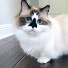 Albert Baby Cat : le munchkin craquant businessman et roi d'Instagram
