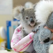 Un bébé koala orphelin remplace sa maman par une peluche... et va vous faire fondre 😍