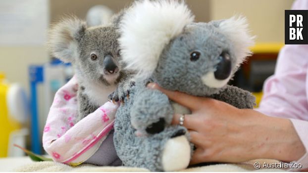 Un bébé koala orphelin remplace sa maman par une peluche, l&#039;histoire cute du jour ! 