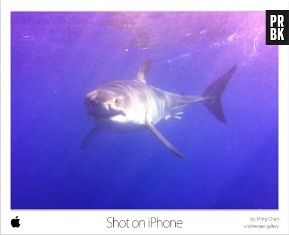 Le plongeur Ming Chan a pris en photo le grand requin blanc.
