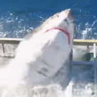 Un grand requin blanc coincé dans une cage avec un plongeur, la vidéo choc 😱