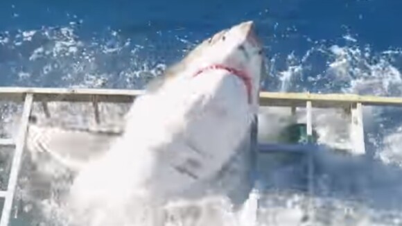 Un grand requin blanc coincé dans une cage avec un plongeur, la vidéo choc 😱