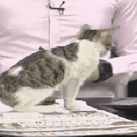 Un chaton s&#039;incruste en direct sur un plateau télé : l&#039;animateur a une réaction parfaite 😻