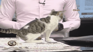 Un chaton s'incruste en direct à la télé turque