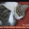 Un chaton s'invite en direct sur un plateau télé en Turquie : l'équipe l'adopte et encourage les téléspectateurs à recueillir les animaux errants