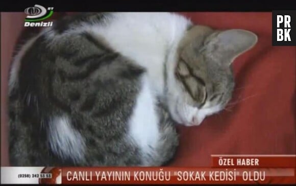 Un chaton s'invite en direct sur un plateau télé en Turquie : l'équipe l'adopte et encourage les téléspectateurs à recueillir les animaux errants