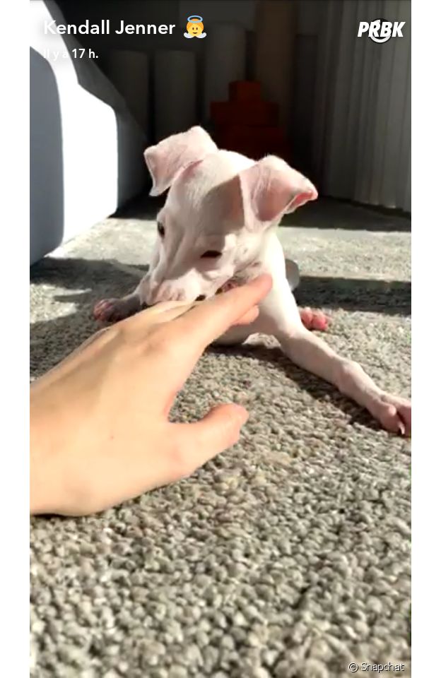 Kendall Jenner présente son chien Mew sur Snapchat