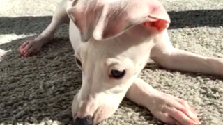 Kendall Jenner présente son nouveau chiot, offert par Kylie ?