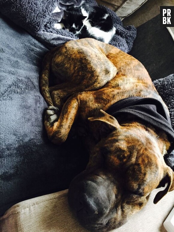 Nehuda accusée d'avoir abandonné son chien Tyson, elle pousse un coup de gueule sur Snapchat