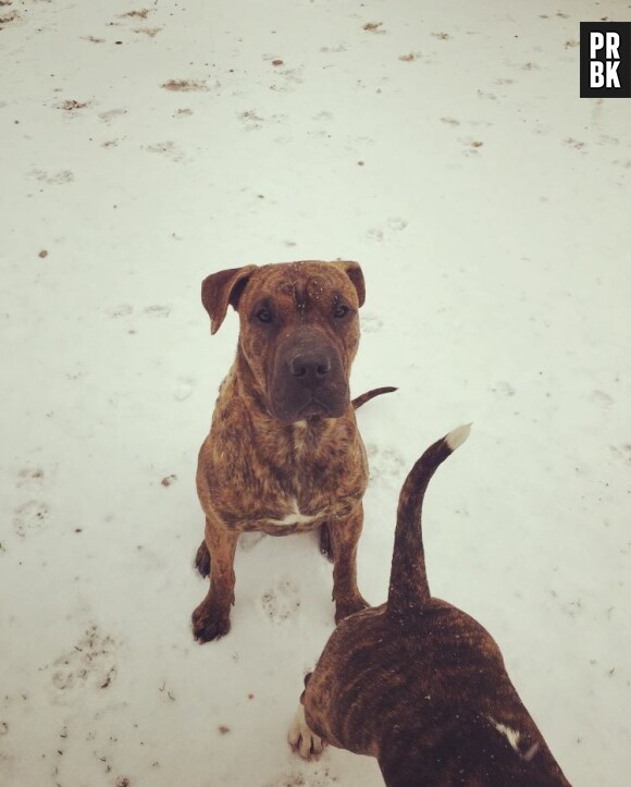 Nehuda accusée d'avoir abandonné son chien Tyson, elle pousse un coup de gueule sur Snapchat