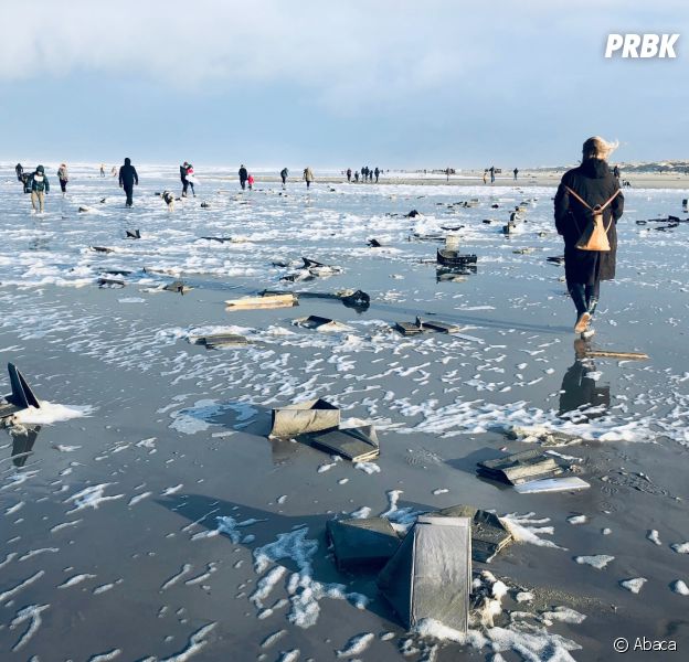 Des petits poneys s'échouent sur la plage de la mer du Nord