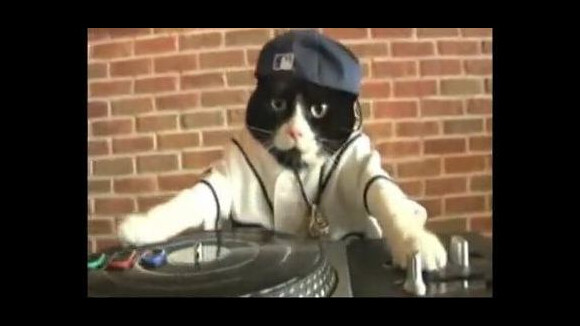 DJ Kitty ... Quand un chat se prend pour David Guetta