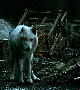 Game of Thrones saison 8 : Ghost abandonné par Jon Snow