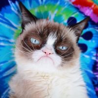 Grumpy Cat est morte : la famille du chat vénère et les internautes sont en deuil