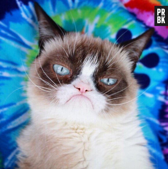 Grumpy Cat est mort : le chat star des réseaux sociaux va nous manquer